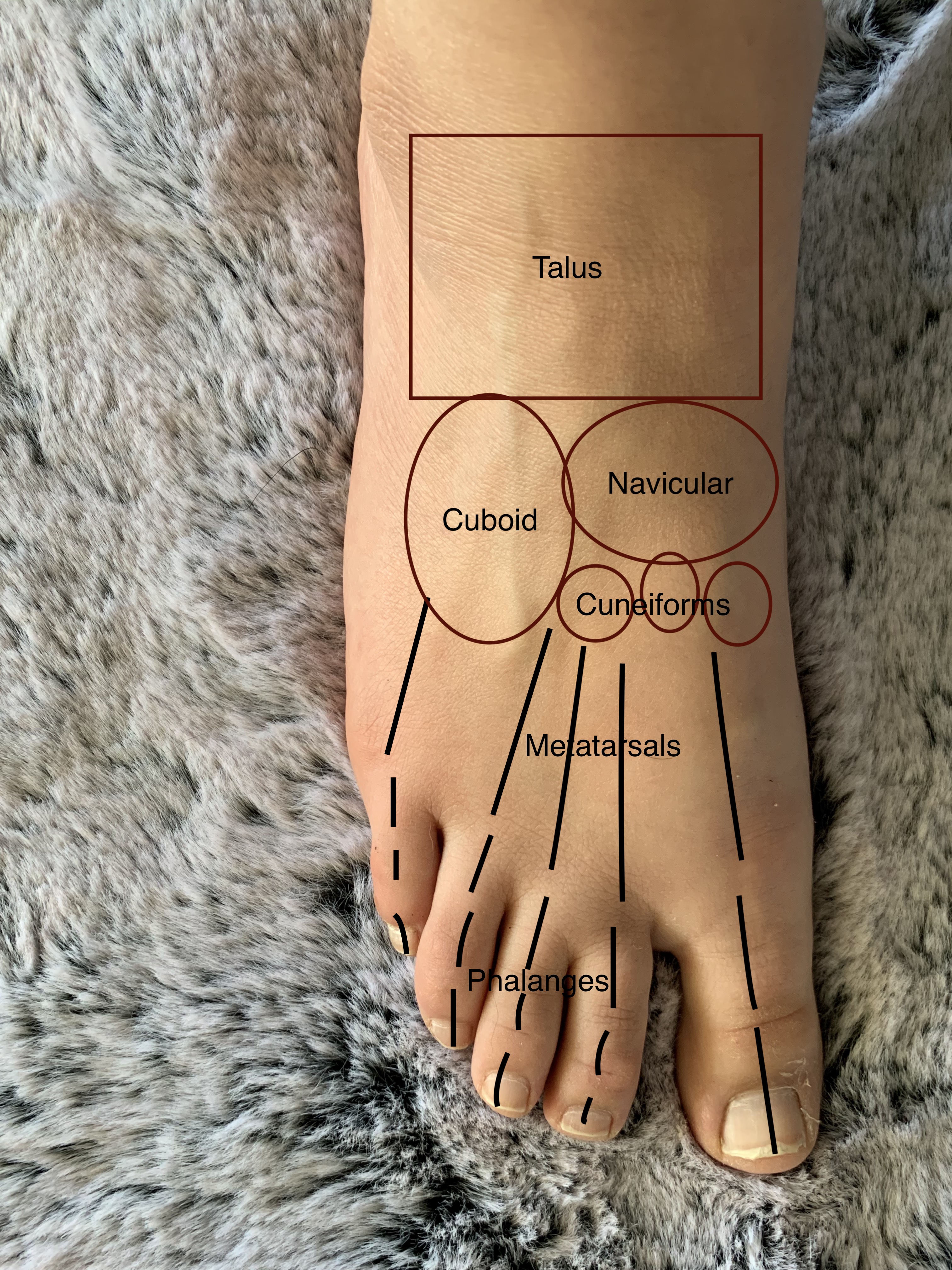 Anatomy: Feet – Dylan Crake RMT
